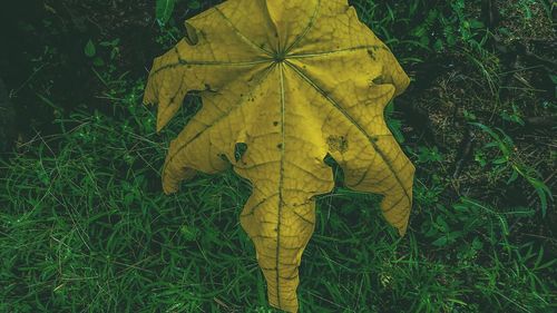 Close-up of yellow leaf on field