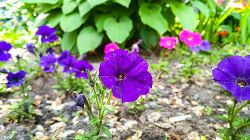 Close-up of purple flowering plants on field