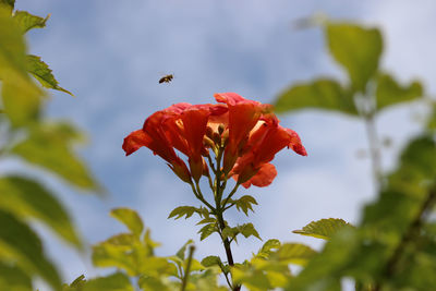 Low angle view of bee on flower against sky
