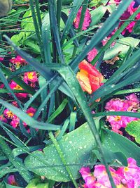 Close-up of pink flowers