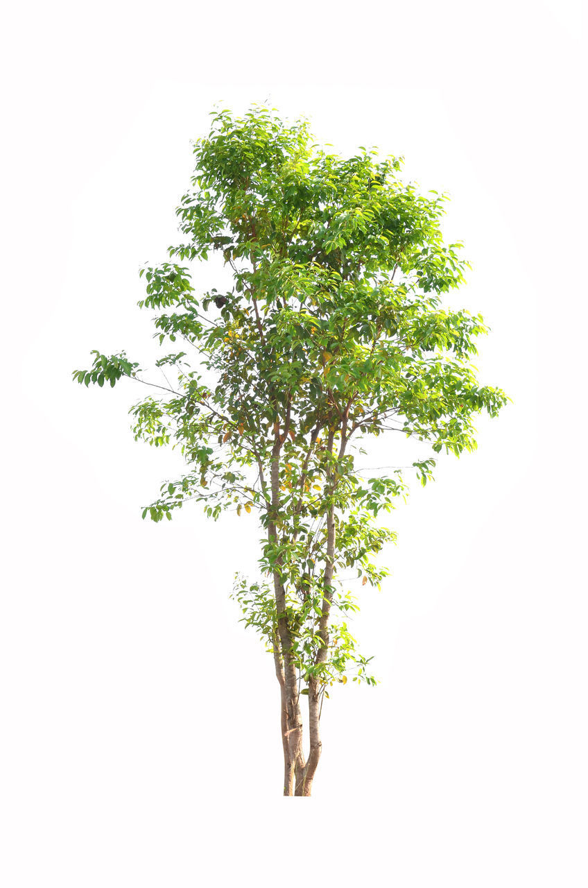 CLOSE-UP OF GREEN PLANT AGAINST WHITE BACKGROUND