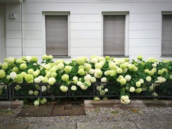 Plants growing in front of building