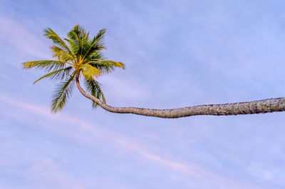 Low angle view of coconut palm tree against sky