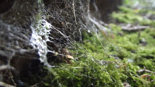 Close-up of spider web