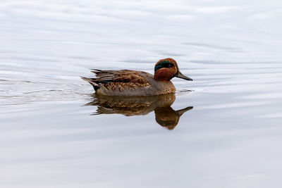 Duck swimming in lake