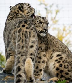 Snow leopards