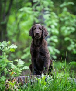 Portrait of dog sitting on land