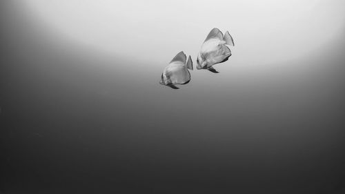 View of jellyfish in sea