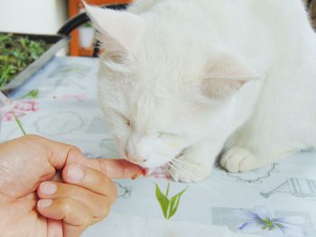 Close-up of hand holding cat at home