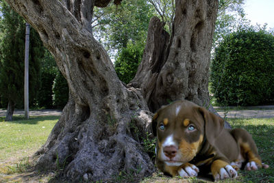 Portrait of dog relaxing on tree trunk