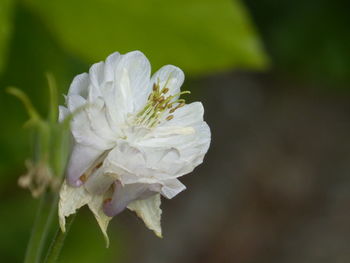 Close-up of white flowering plant