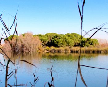 Scenic view of lake against clear blue sky