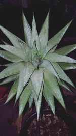 High angle view of wet potted plant