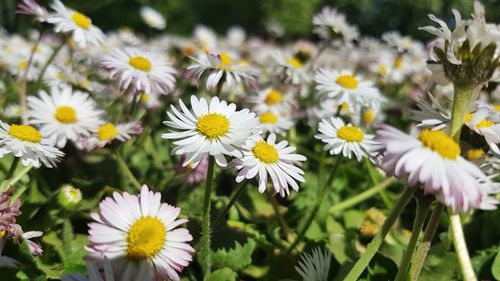 Close-up of white daisy flowers