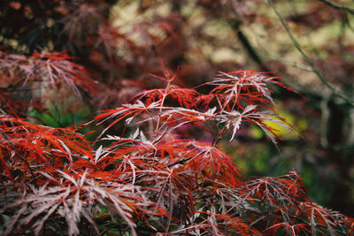 Close-up of dry maple leaves on tree