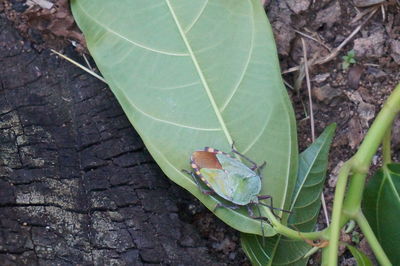 Close-up of leaves