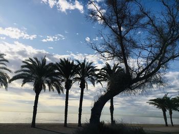 Silhouette palm trees against sky