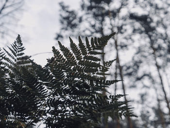 Low angle view of pine tree during winter