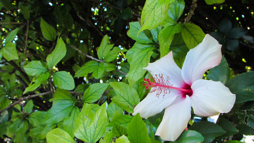 Close-up of flowers