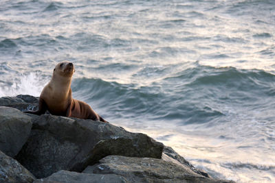 Elephant seal on rock by sea