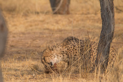 View of a cat on field