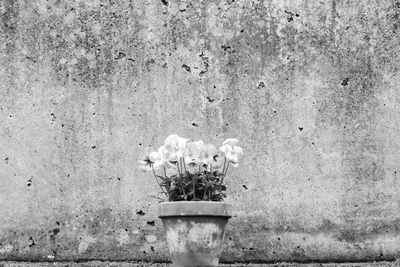 Close-up of flower pot against wall