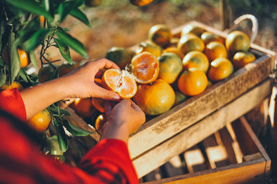 Midsection of person holding fruits