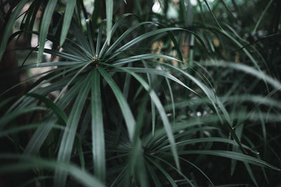 Dark green moody colored plant and foliage