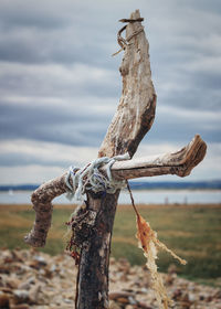 Close-up of driftwood on wooden post at beach against sky