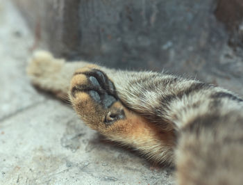 Close-up of a cat