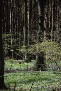 Trees in forest