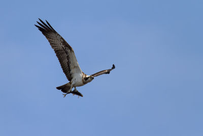 Osprey with caught fish during overflight