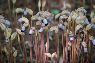 Close-up of flowering plants on field