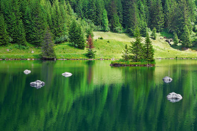 Swans swimming in lake against trees