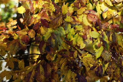 Close-up of tree during autumn