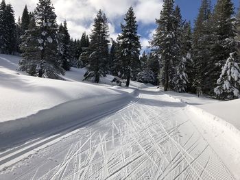 New snow and tracks on cross-country ski track on bluebird winter day