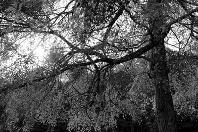 Low angle view of tree against sky