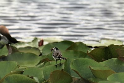 Wagtail showing a bee it has in its beak. vestamager nature reserve, copenhagen.