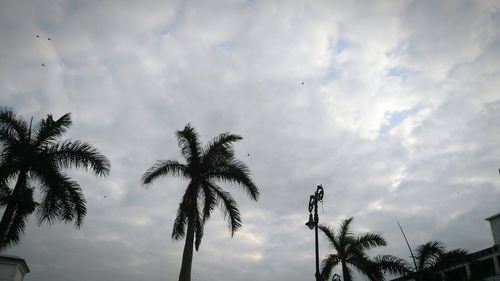 Low angle view of silhouette trees against sky