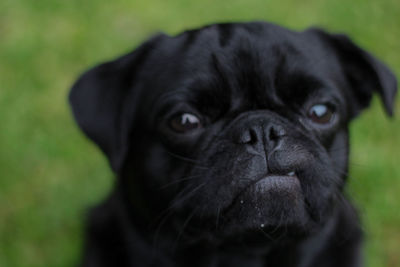 Close-up portrait of black dog