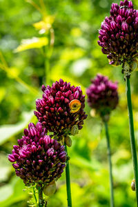 Chive herb flowers on bokeh background shot in vineyard