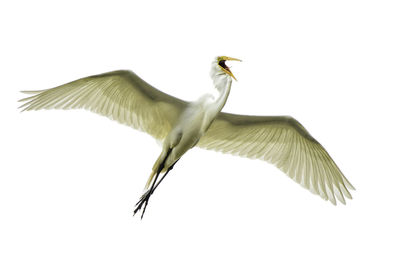 Low angle view of heron flying against clear sky