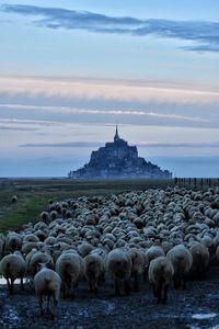 Flock of sheep grazing on shore against sky