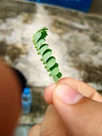 Cropped image of hand holding leaves