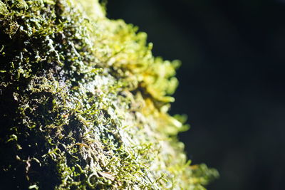 Close-up of moss growing on tree