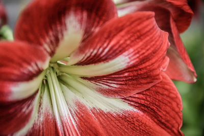 Close-up of red flowering plant