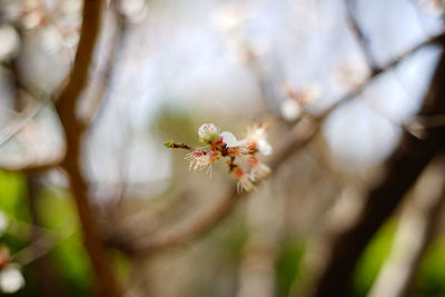 Close-up of flower