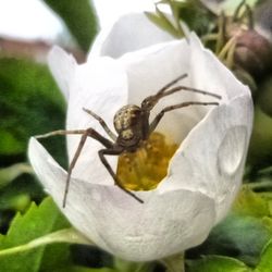 Close-up of white flowers