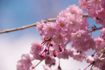 Low angle view of pink cherry blossoms