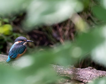 Close-up of bird perching on tree